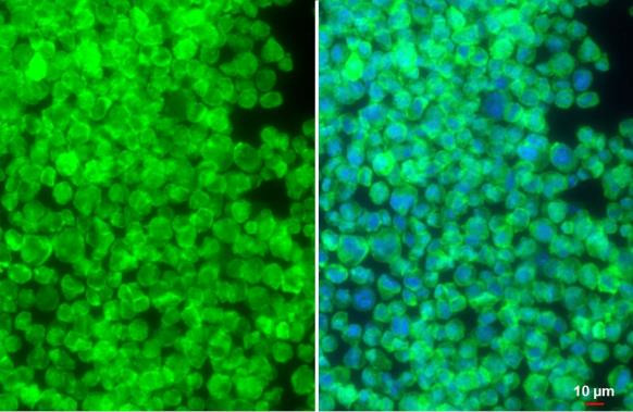 SIRP alpha Antibody in Immunocytochemistry (ICC/IF)