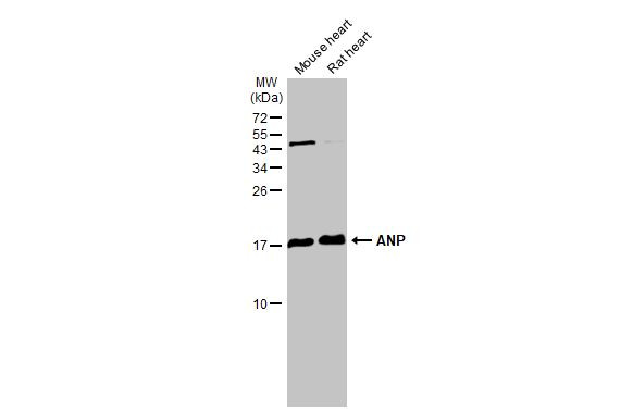 ANP Antibody in Western Blot (WB)