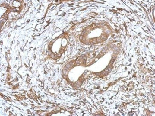 FCGR2A Antibody in Immunohistochemistry (Paraffin) (IHC (P))