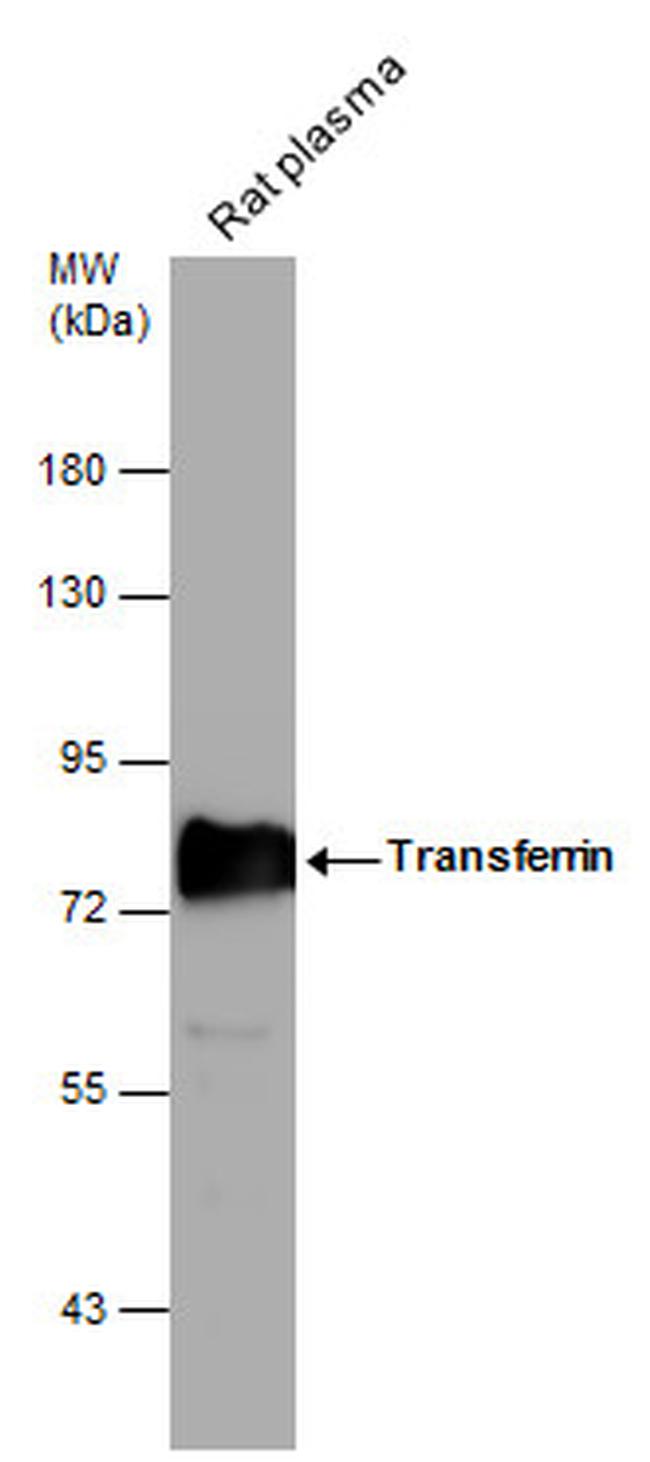 Transferrin Antibody in Western Blot (WB)