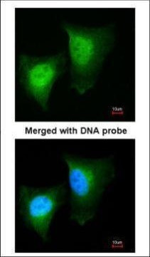 DAXX Antibody in Immunocytochemistry (ICC/IF)