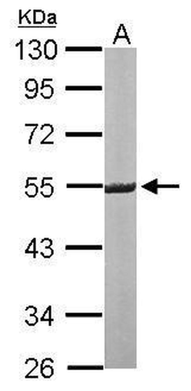 ERG Antibody in Western Blot (WB)