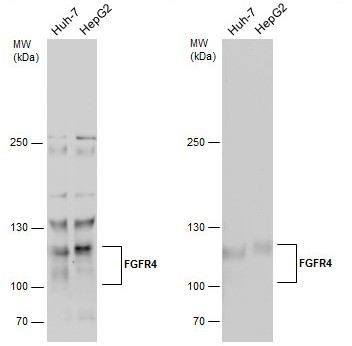 FGFR4 Antibody in Western Blot (WB)