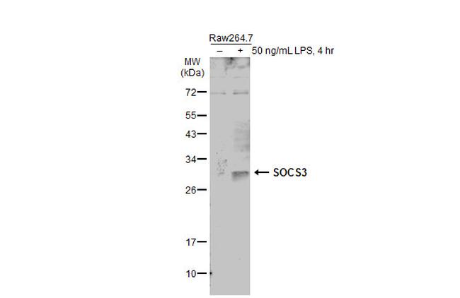 SOCS3 Antibody in Western Blot (WB)