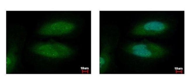 AHR Antibody in Immunocytochemistry (ICC/IF)