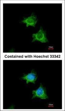 XIAP Antibody in Immunocytochemistry (ICC/IF)