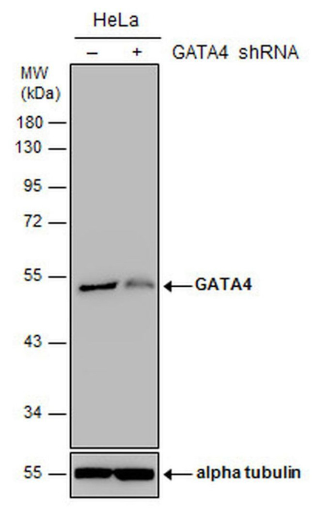 GATA4 Antibody