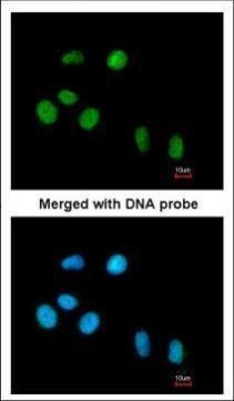 PIN1 Antibody in Immunocytochemistry (ICC/IF)