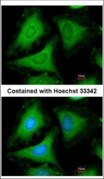 14-3-3 gamma Antibody in Immunocytochemistry (ICC/IF)