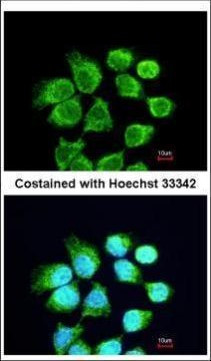 RACGAP1 Antibody in Immunocytochemistry (ICC/IF)