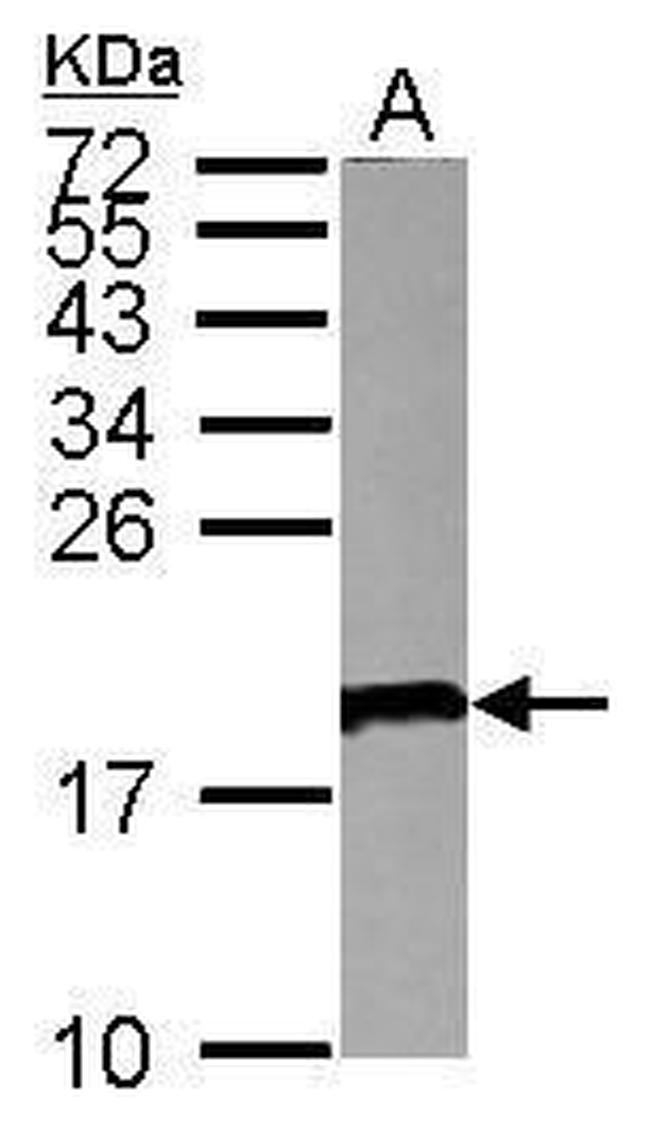 CD179a Antibody in Western Blot (WB)
