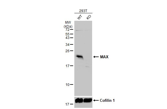 MAX Antibody in Western Blot (WB)
