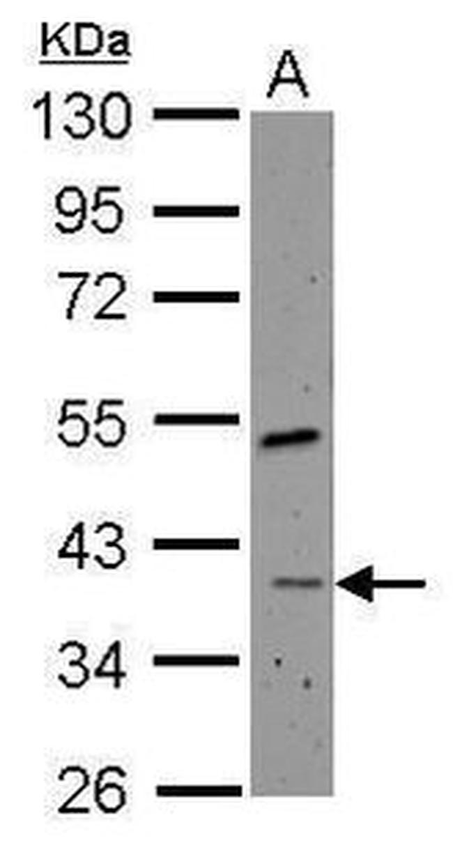 RFC4 Antibody in Western Blot (WB)
