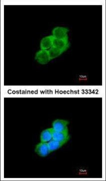 14-3-3 epsilon Antibody in Immunocytochemistry (ICC/IF)