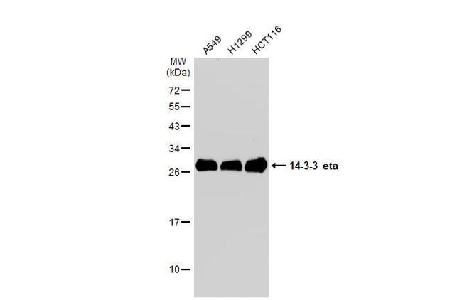 14-3-3 eta Antibody in Western Blot (WB)