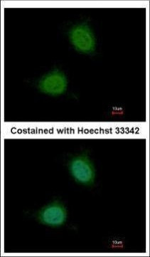 Pirin Antibody in Immunocytochemistry (ICC/IF)