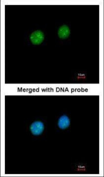 Fibrillarin Antibody in Immunocytochemistry (ICC/IF)