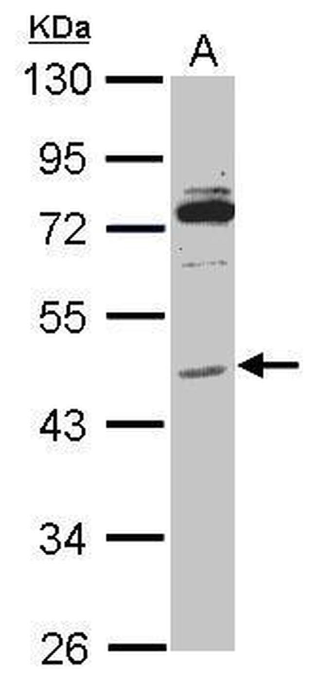 MiTF Antibody in Western Blot (WB)