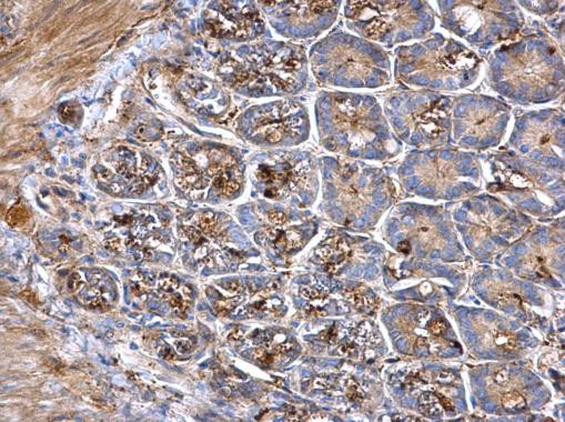 PCSK1 Antibody in Immunohistochemistry (Paraffin) (IHC (P))
