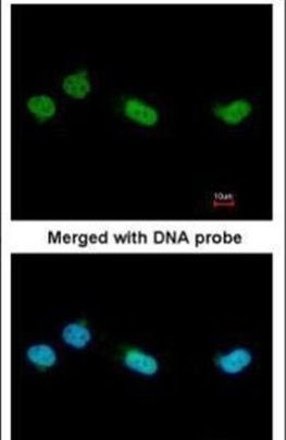 RGS13 Antibody in Immunocytochemistry (ICC/IF)