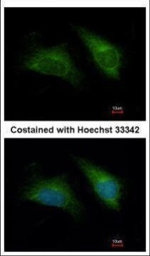 DAP3 Antibody in Immunocytochemistry (ICC/IF)