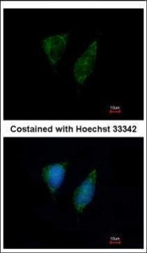 DAP3 Antibody in Immunocytochemistry (ICC/IF)