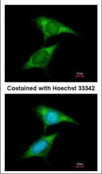 FXR1 Antibody in Immunocytochemistry (ICC/IF)
