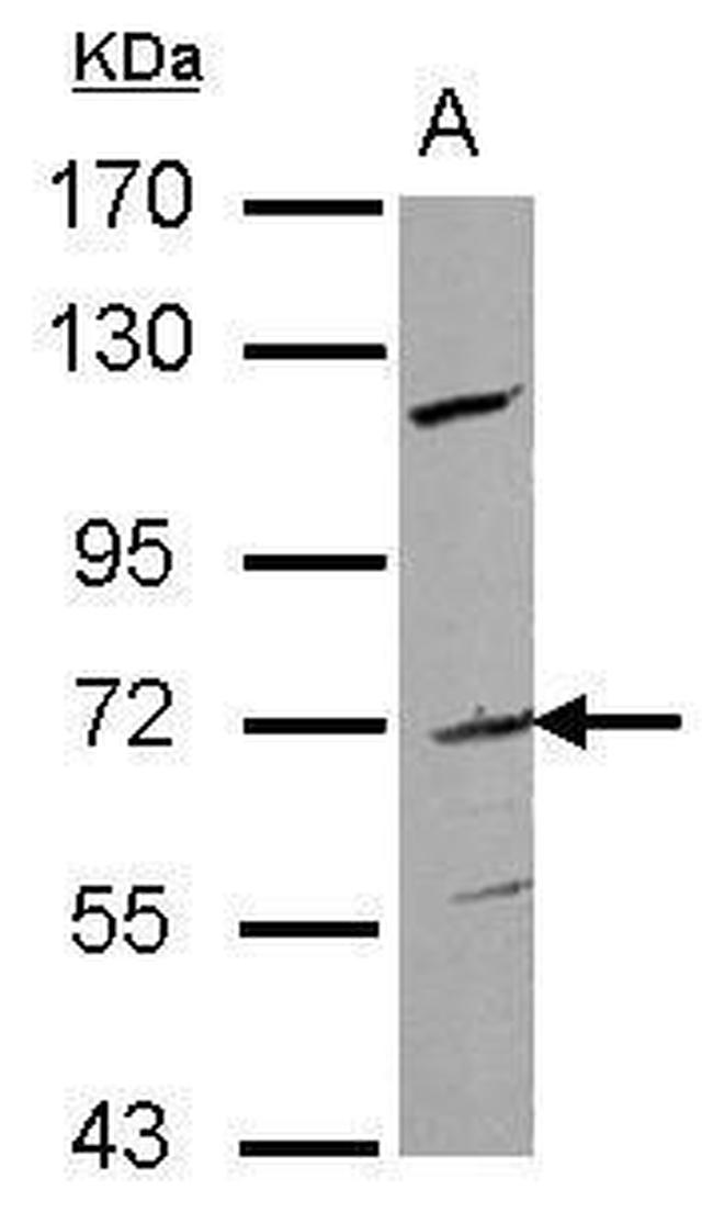FZD1 Antibody in Western Blot (WB)