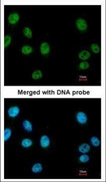 RUVBL2 Antibody in Immunocytochemistry (ICC/IF)