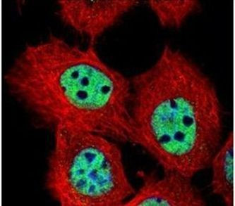 DUSP16 Antibody in Immunocytochemistry (ICC/IF)