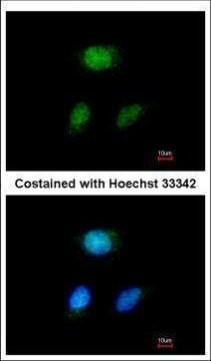 HEYL Antibody in Immunocytochemistry (ICC/IF)