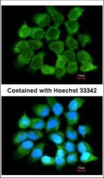 NNT1 Antibody in Immunocytochemistry (ICC/IF)