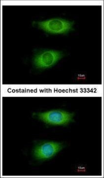 CRIP2 Antibody in Immunocytochemistry (ICC/IF)