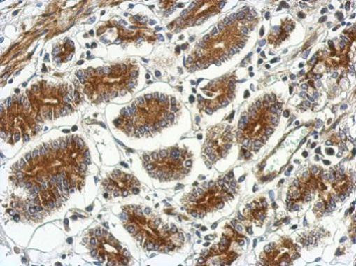 CSH2 Antibody in Immunohistochemistry (Paraffin) (IHC (P))