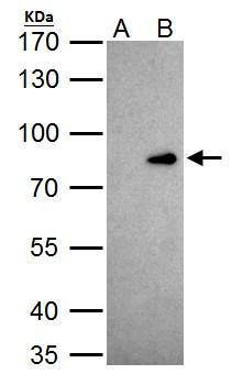 CUX1/Protein CASP Antibody in Immunoprecipitation (IP)