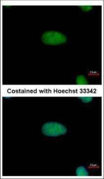 DRIL1 Antibody in Immunocytochemistry (ICC/IF)