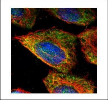 ESD Antibody in Immunocytochemistry (ICC/IF)