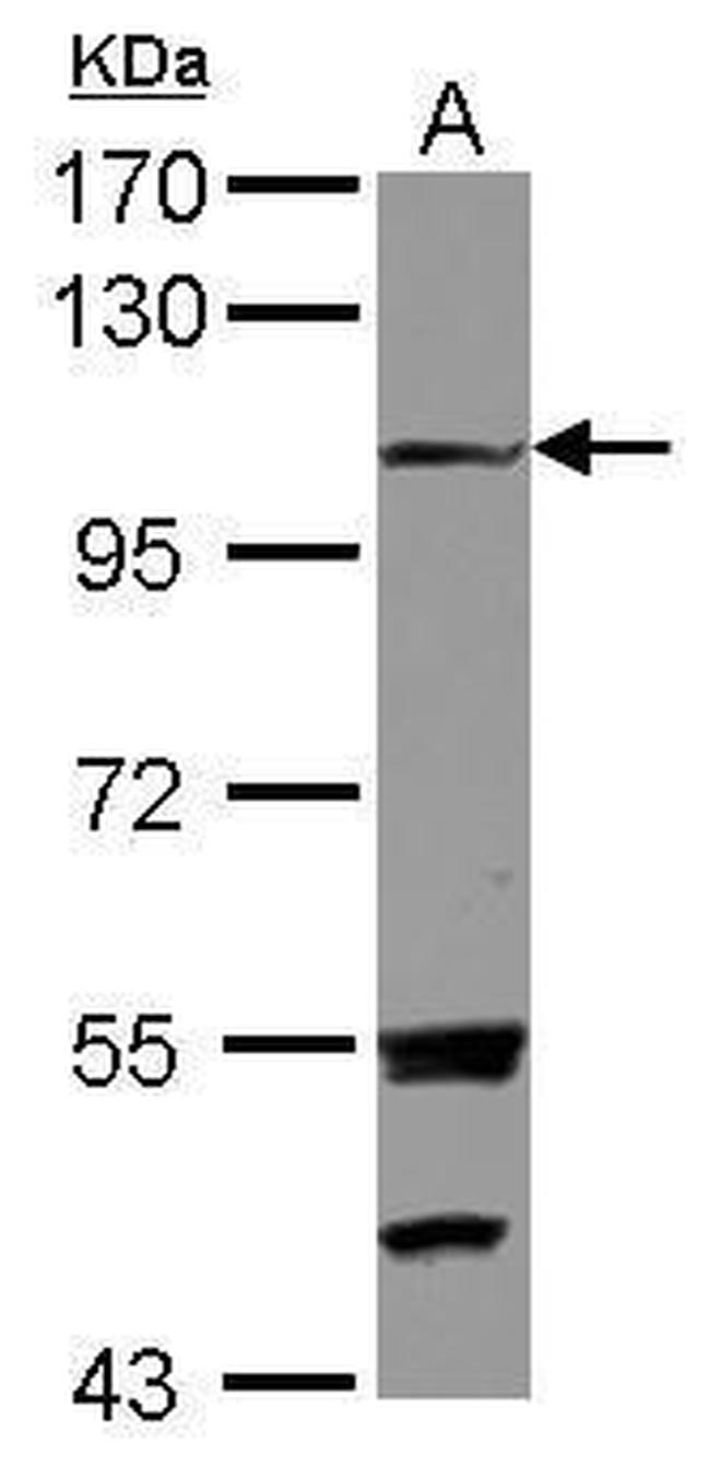 EXTL3 Antibody in Western Blot (WB)