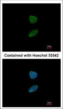 FOXI1 Antibody in Immunocytochemistry (ICC/IF)