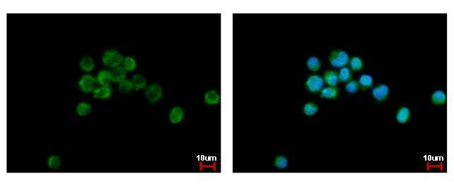 FLII Antibody in Immunocytochemistry (ICC/IF)