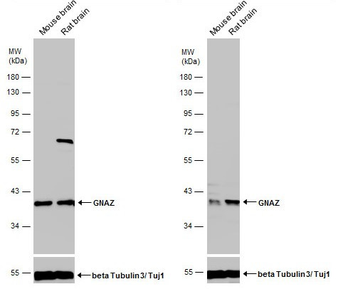 GNAZ Antibody in Western Blot (WB)