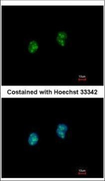 ISG20 Antibody in Immunocytochemistry (ICC/IF)