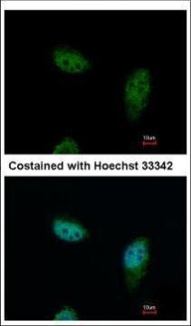 IPO5 Antibody in Immunocytochemistry (ICC/IF)