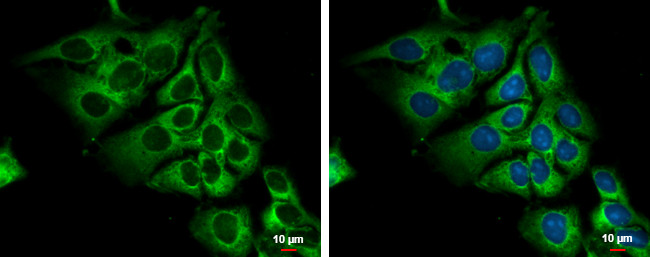 LDHC Antibody in Immunocytochemistry (ICC/IF)