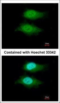 VWA5A Antibody in Immunocytochemistry (ICC/IF)