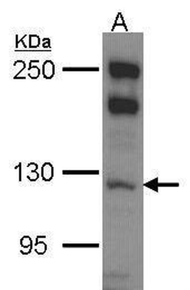 MYO1B Antibody in Western Blot (WB)