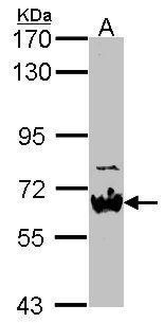 NAB2 Antibody in Western Blot (WB)