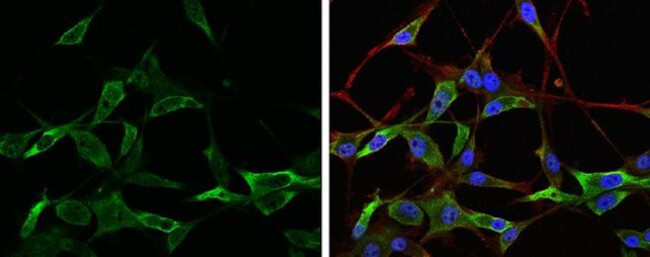 NAGLU Antibody in Immunocytochemistry (ICC/IF)