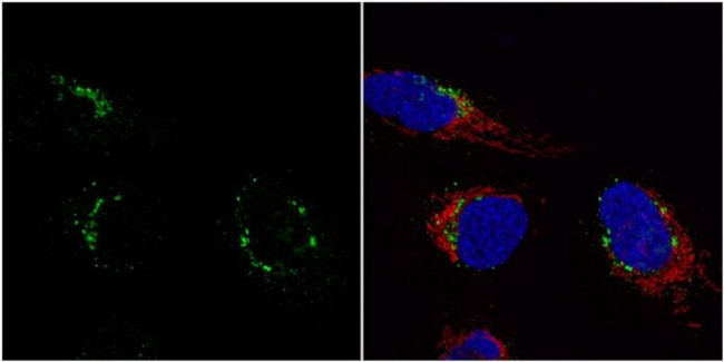 Nucleobindin 1 Antibody in Immunocytochemistry (ICC/IF)