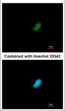 POLR2E Antibody in Immunocytochemistry (ICC/IF)